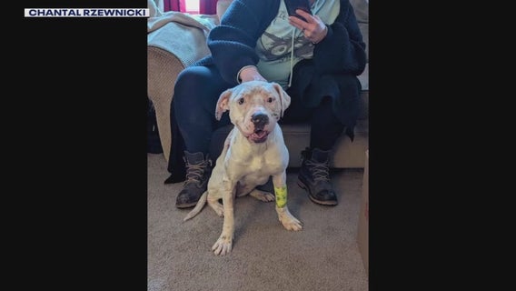 Detroit pitbull recovering after owner admits to stabbing on Facebook Live