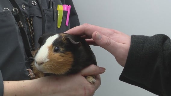 Detroit watermain break: Animal care offers pet shelter for families displaced