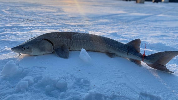 Michigan proposes new sturgeon fishing rules, shrinking one season and adding another