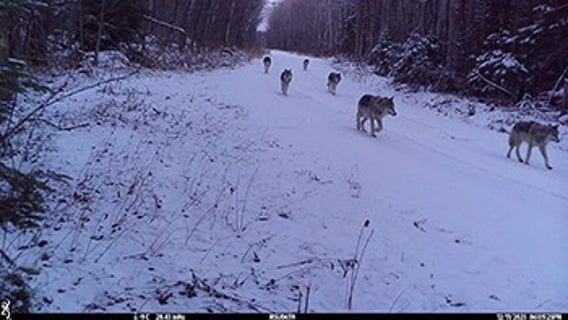 See a wolf in Michigan? DNR seeking proof in the northern Lower Peninsula