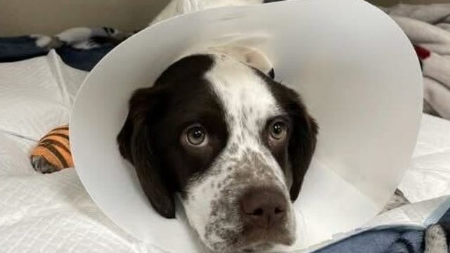 Foster lined up for puppy who suffered fractured bones in Macomb County beating
