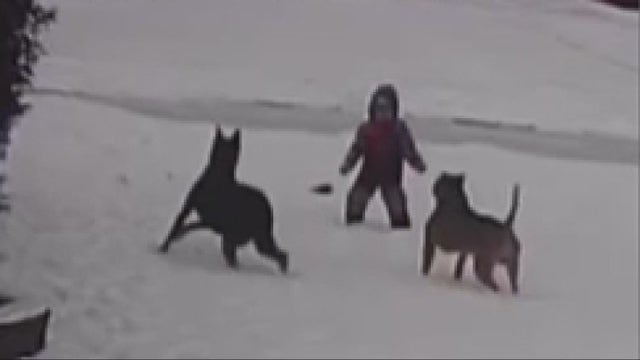 Boy recovering after dog attack in Dearborn Heights