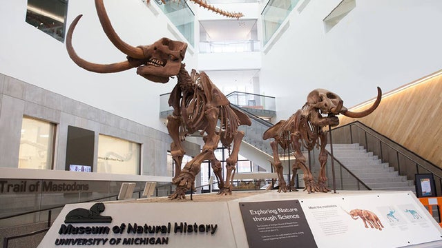 5 Unique Ann Arbor Area Museums