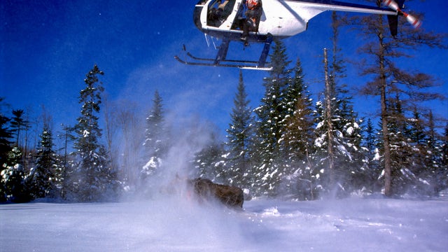 Moose study in Michigan UP will collar 60 individuals this February