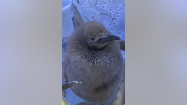 Detroit Zoo unveils newest penguin, Atticus
