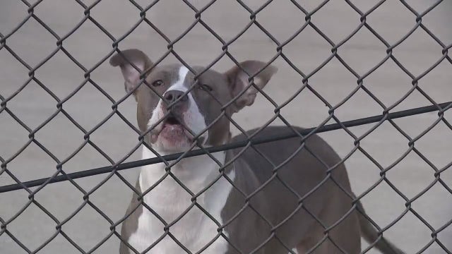 Pet microchip alert: Metro Detroit vets say to re-register chips after business closure