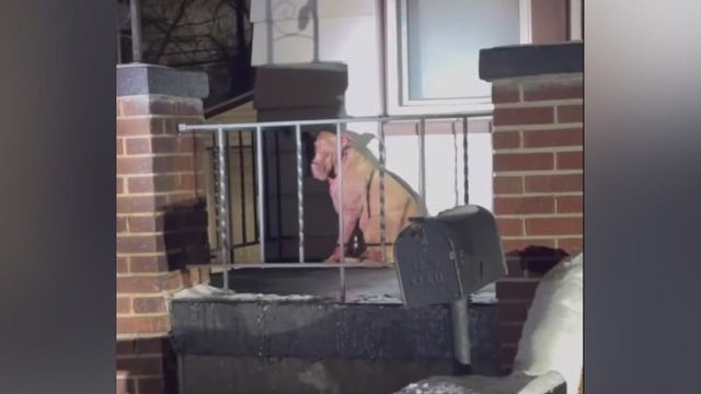 Rebel Dogs Detroit seeks new homes for injured dogs