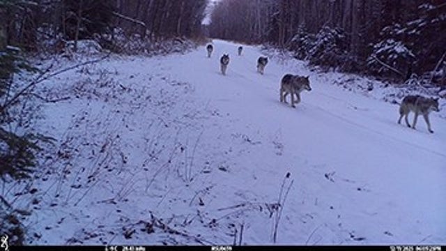 See a wolf in Michigan? DNR seeking proof in the northern Lower Peninsula
