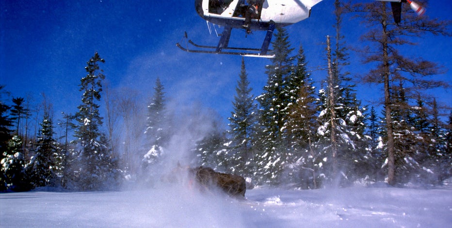 Moose study in Michigan UP will collar 60 individuals this February