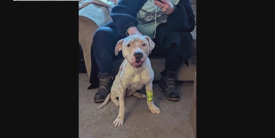 Detroit pitbull recovering after owner admits to stabbing on Facebook Live