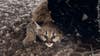 Cougar cubs spotted in Michigan for first time in 100 years