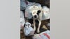 Dog rescued from dumpster by Ann Arbor police