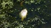 DNR: Don't be alarmed if you see dead fish in Michigan lakes this spring