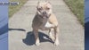 Detroit family calls for help after dog was taken from outside their home