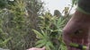 Warren City Council could close in on approving marijuana businesses