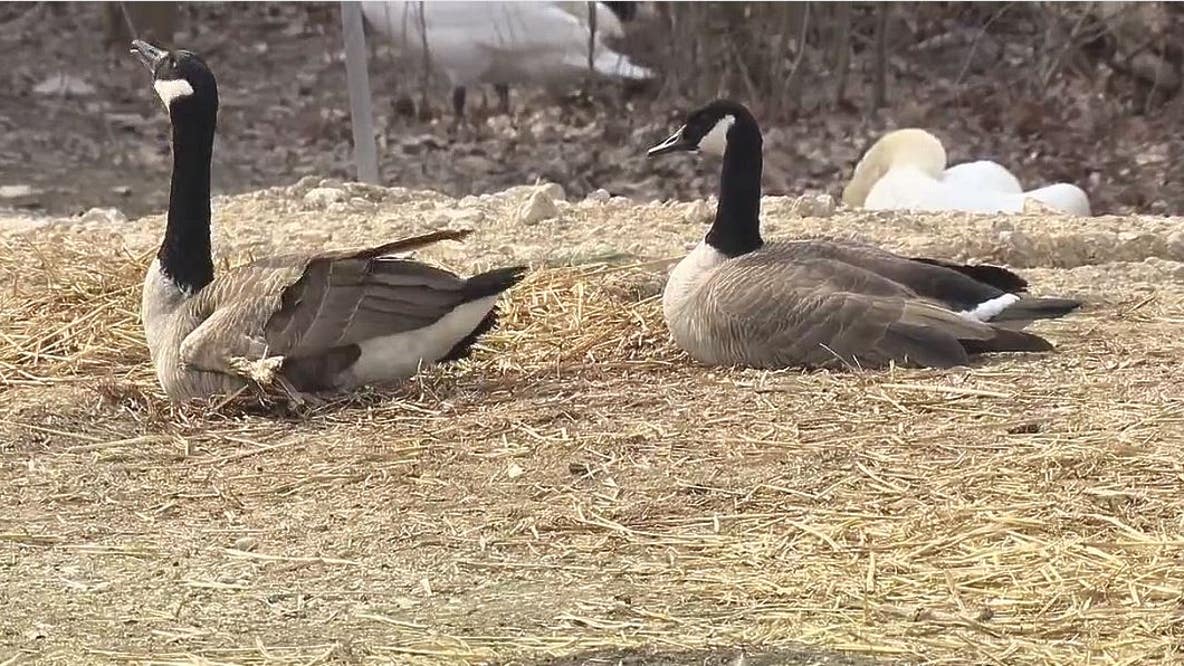 Michigan DNR to gas Canada geese at problematic sites