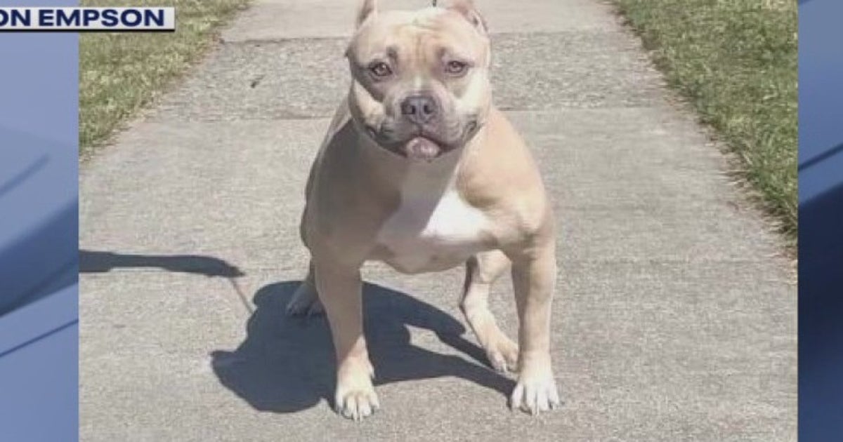Detroit family calls for help after dog was taken from outside their ...