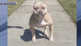 Detroit family calls for help after dog was taken from outside their home