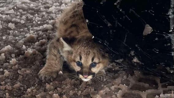 Cougar cubs spotted in Michigan for first time in 100 years