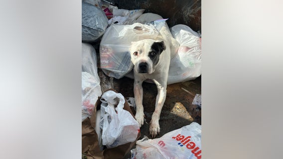 Dog rescued from dumpster by Ann Arbor police