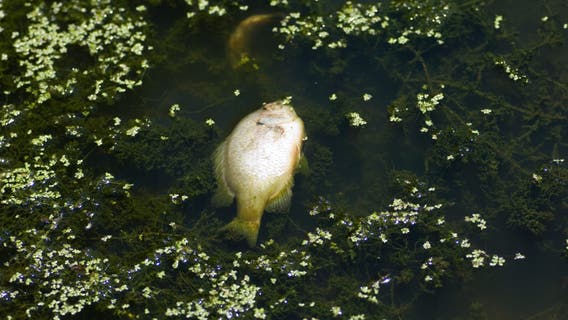 DNR: Don't be alarmed if you see dead fish in Michigan lakes this spring