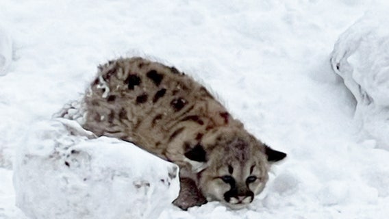 Cougar sightings are surging in Michigan