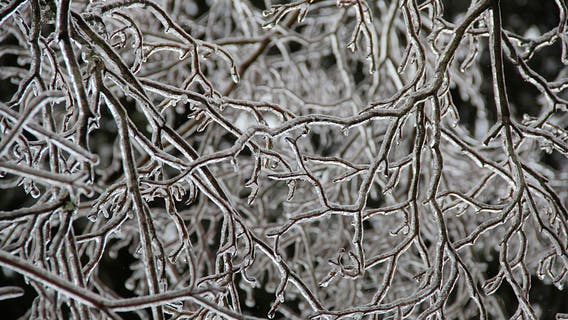 Northern Michigan ice storm knocks out power, downs trees, leads to activation state of emergency center