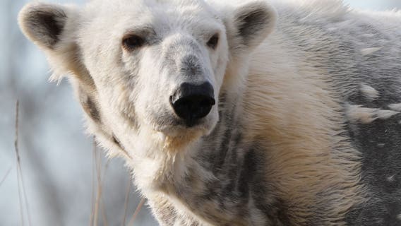 Detroit Zoo welcomes new new polar bear to Arctic Ring of Life