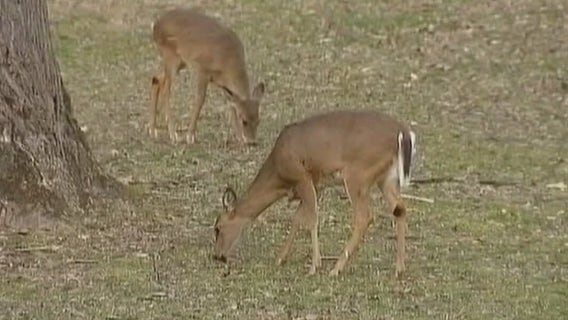 Farmington Hills leaders meet on what to do amid deer overpopulation