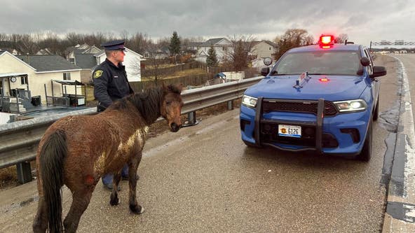 Over a dozen horses get loose, wandering onto Michigan freeway