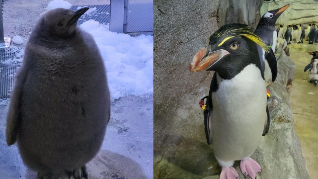 2 Detroit Zoo penguins competing in March of the Penguin Madness - How to vote for them