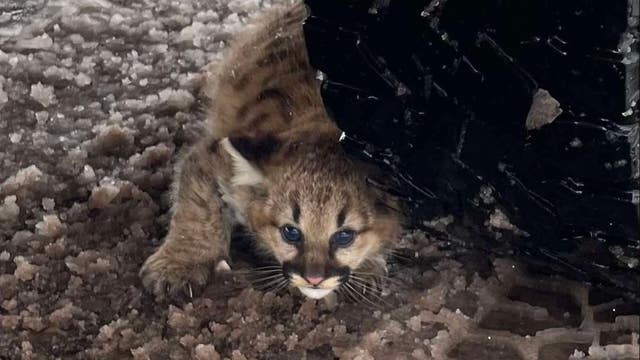Cougar cubs spotted in Michigan for first time in 100 years