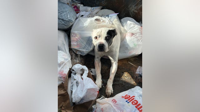 Dog rescued from dumpster by Ann Arbor police