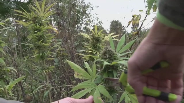 Warren City Council could close in on approving marijuana businesses