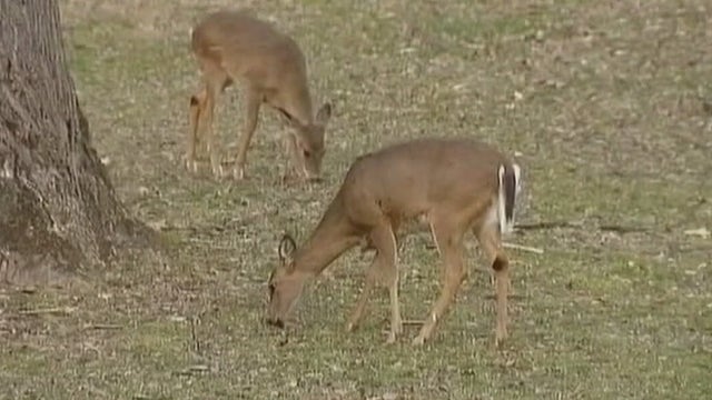 Farmington Hills leaders meet on what to do amid deer overpopulation