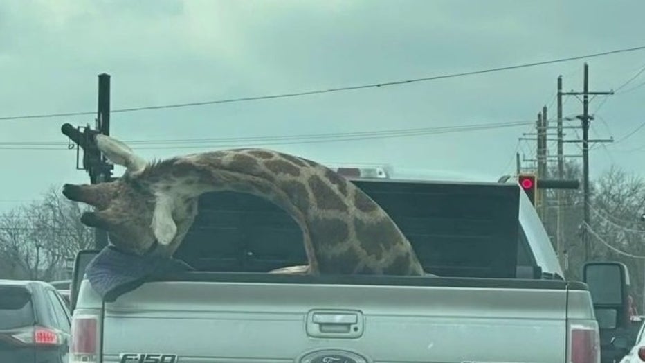 Giraffe in pickup truck