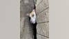 Wyandotte firefighters rescue dog trapped under shed