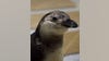 Michigan penguin wins March of the Penguin Madness