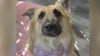 Livonia woman's dog found safe four days after running away