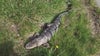 Alligator spotted in Ecorse, rescued and taken to a shelter