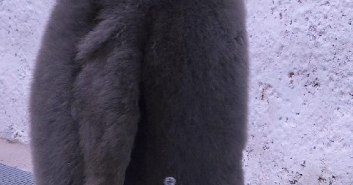 atticus.jpg?ve=1&tl=1