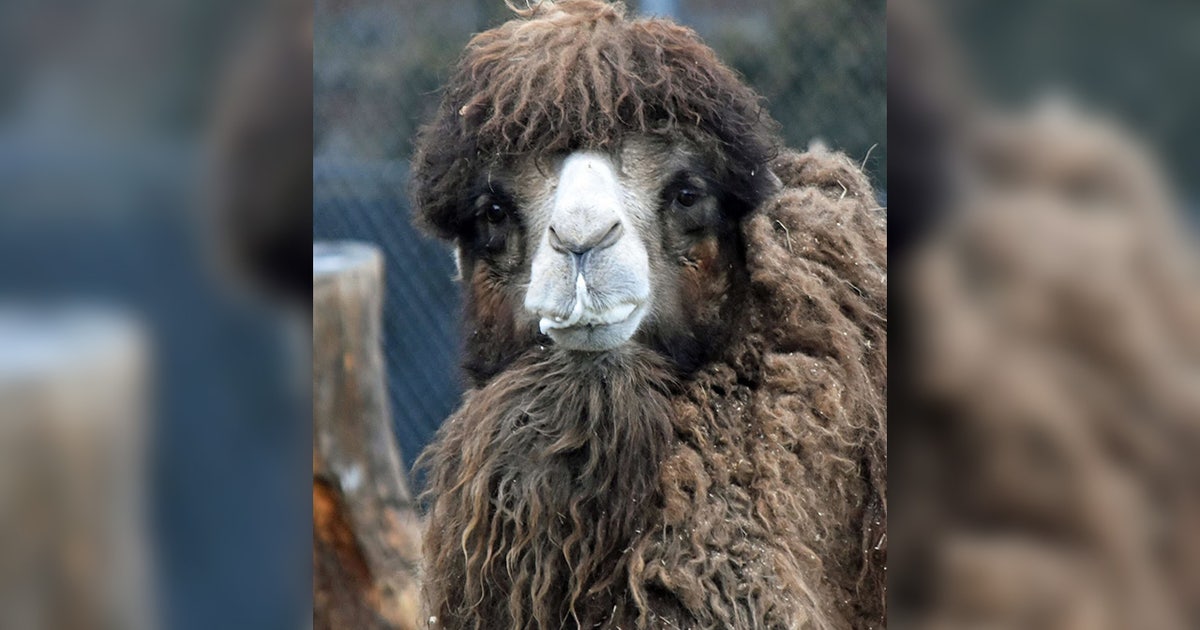 Detroit Zoo euthanizes beloved camel Rusty | FOX 2 Detroit