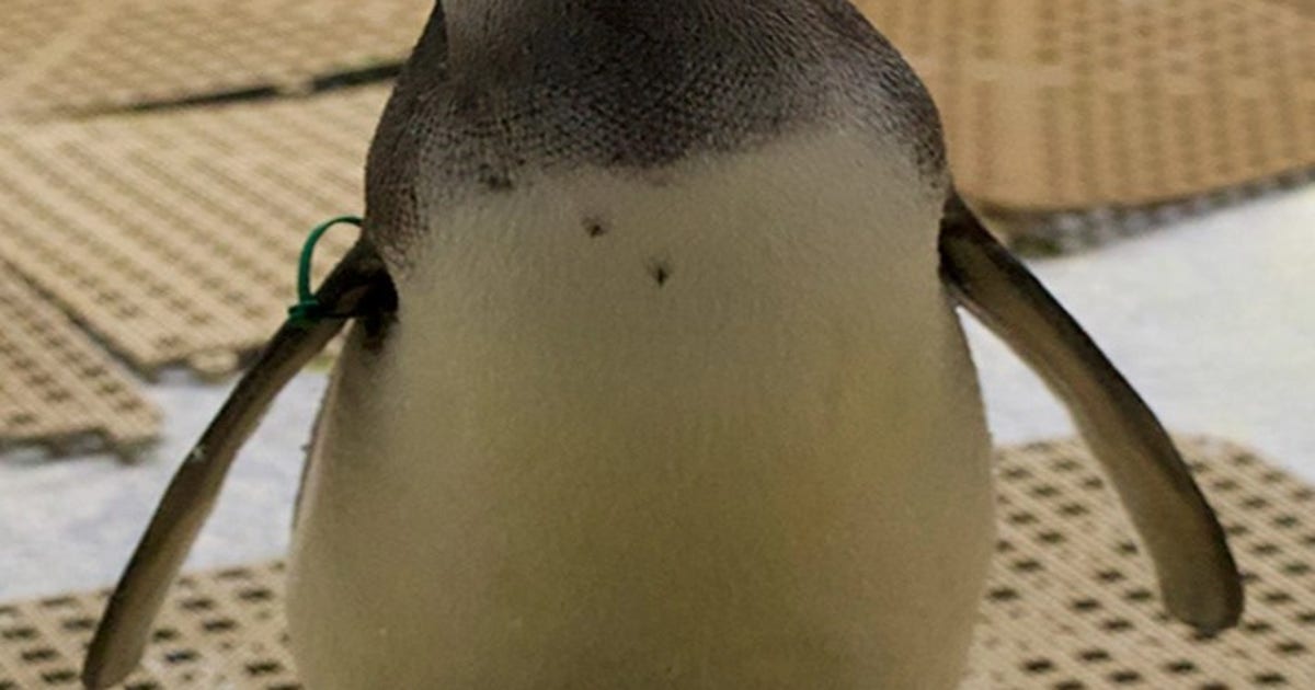 Michigan penguin makes it to March of the Penguin Madness finals
