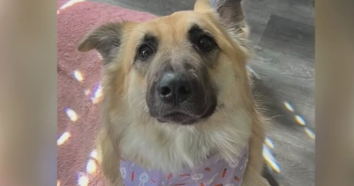 Livonia woman's dog found safe four days after running away | FOX 2 Detroit