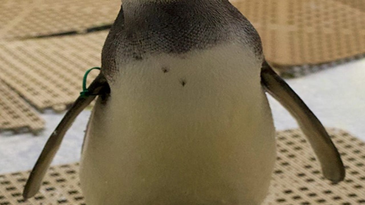 Michigan penguin makes it to March of the Penguin Madness finals