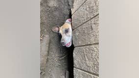 Wyandotte firefighters rescue dog trapped under shed