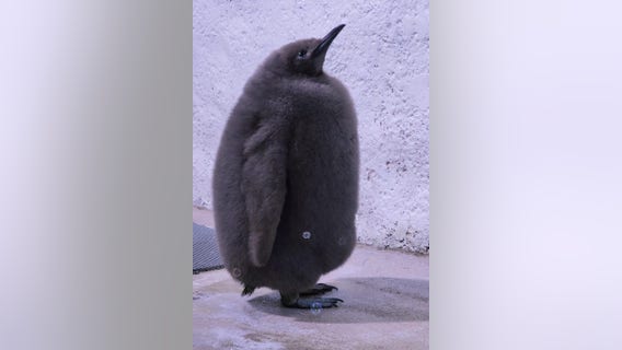 Detroit Zoo's Atticus waddles into semi-finals of March of the Penguin Madness - How to vote for him