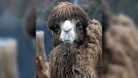 Detroit Zoo euthanizes beloved camel Rusty