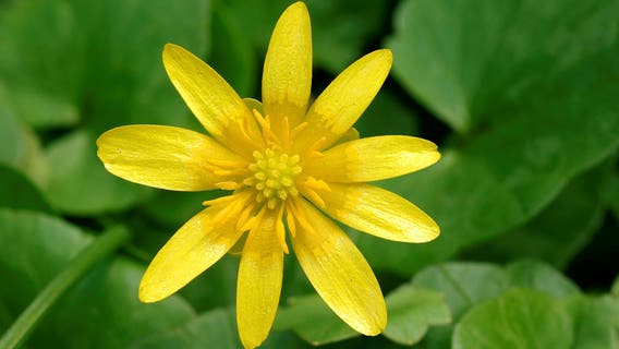 Lesser Celandine, an invasive menace, is spreading in Michigan, officials say