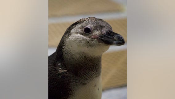 Michigan penguin wins March of the Penguin Madness